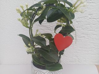 Stephanotis u ukrasnoj tegli