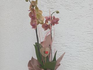 Orhideja u tegli prljavo roza