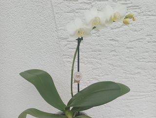 Mini orhideja u keramičkoj tegli