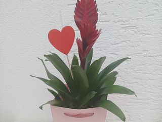 Bromelia