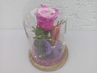 Dehidrirana roza bicolor ruža u zvonu