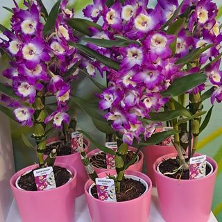 Lončanica u ukrasnoj tegli, ORHIDEJA