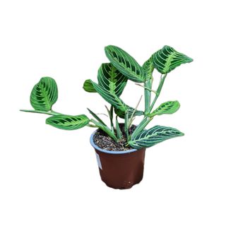 Maranta
