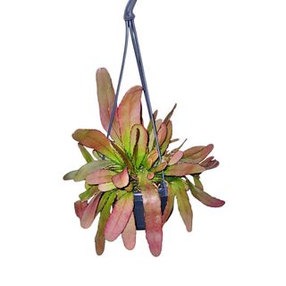 Rhipsalis