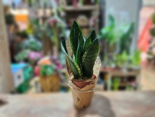 Sanseveria 01
