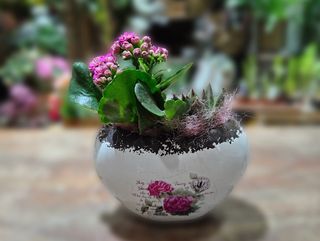 Kamerplanten lončanica u obliku srca