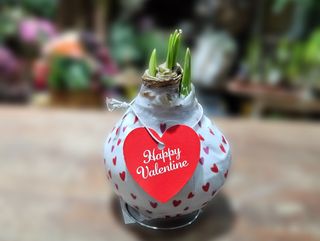 Amarilis u vosku - Happy Valentine