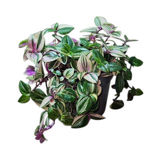 Tradescantia