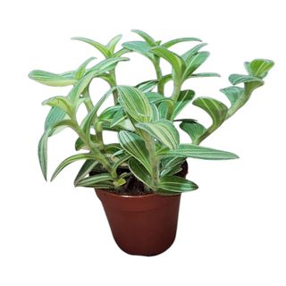 Tradescantia
