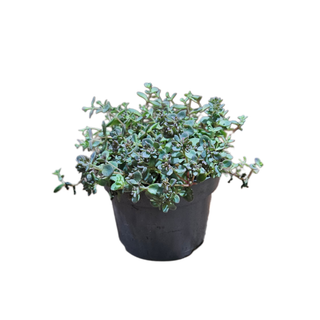 Sedum