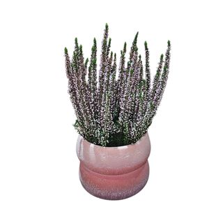 Calluna