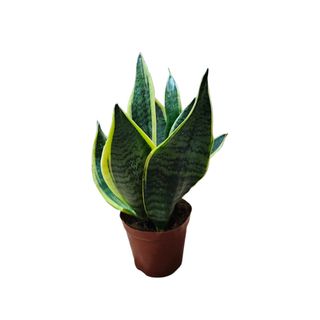 Sanseveria 04