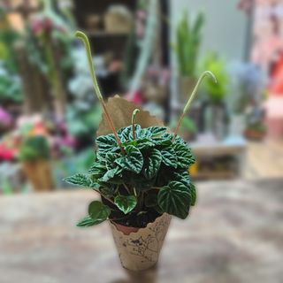 Peperomia lončanica