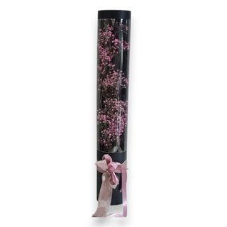 Box gypsophilia