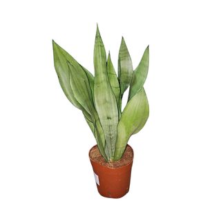 Sansevieria