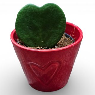 Hoya 01