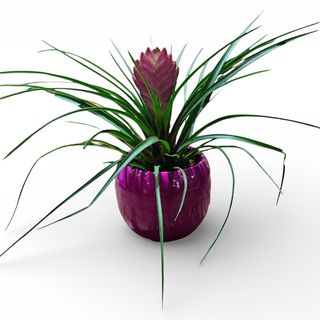 Tillandsia