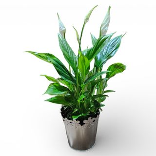 Spathiphyllum