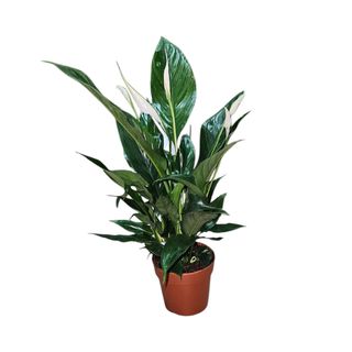Spathiphyllum