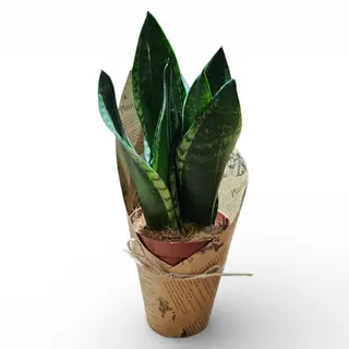 Sanseveria 01