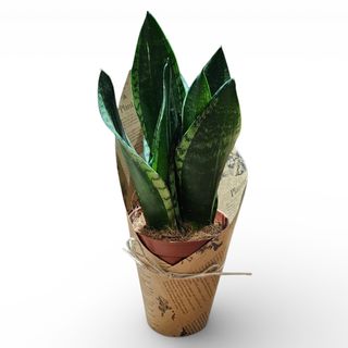 Sanseveria 01