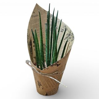 Sanseveria 02