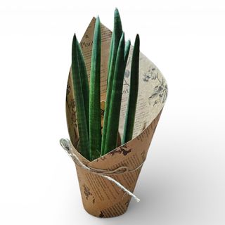 Sanseveria 03