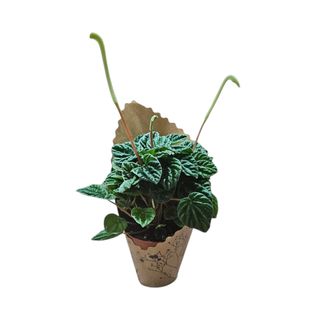 Peperomia 01