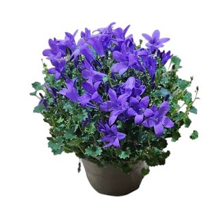 Campanula
