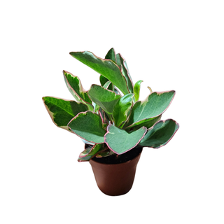 Peperomia 02