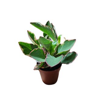 Peperomia 02