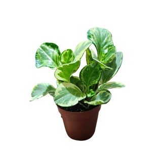 Peperomia 03