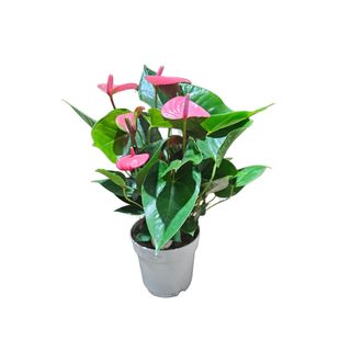 Anthurium