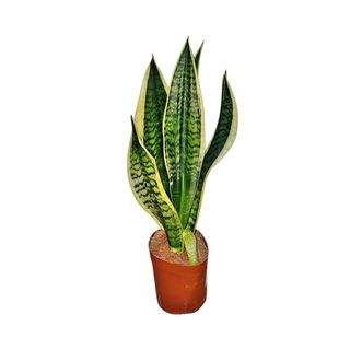 Sansevieria