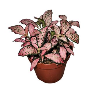 Fittonia