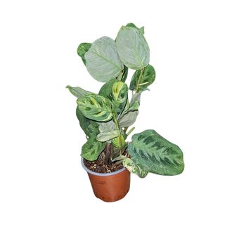 Maranta