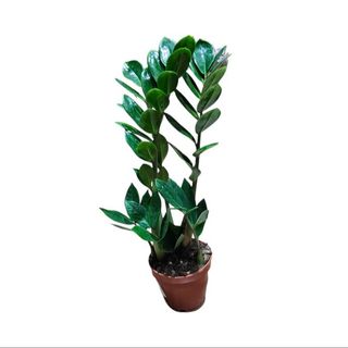 Zamija (Zamioculcas zamiifolia)