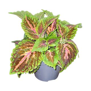 Ukrasna kopriva, Plectranthus