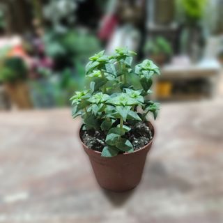 Succulent lončanica 03