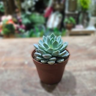 Succulent lončanica 06