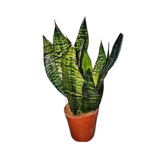 Sansevieria