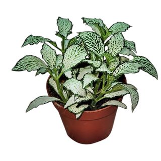 Fittonia