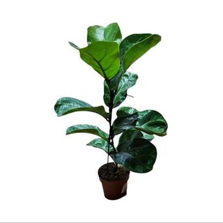 Fikus (Ficus lyrata, lirasti fikus)
