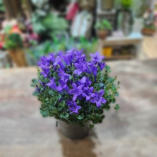 Campanula lončanica