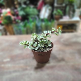 Succulent lončanica 02