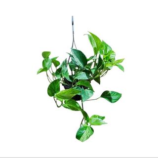 Zlatni potos ‘Aureum’ (Epipremnum pinnatum)