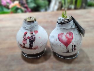 Amarilis u vosku ljubavni