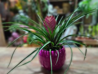 Tillandsia
