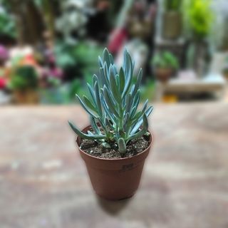 Succulent lončanica 04