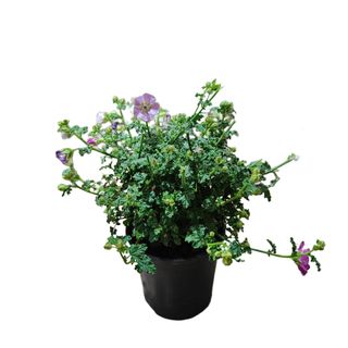 Anisodontea